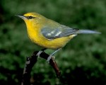 Blue-winged Warbler. Photo Credit: birds.audubon.org