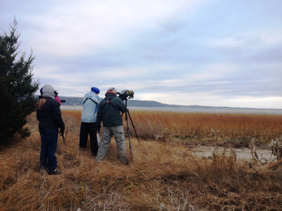 Counting birds on Spermacetti Cove, Sandy Hook in Highlands, New Jersey.
