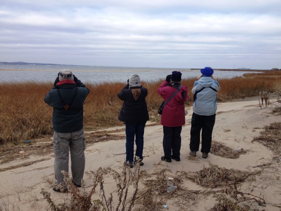 Counting waterfowl on Sandy Hook Bay.