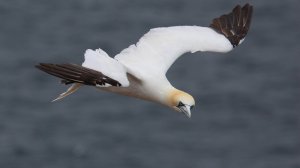 Northern Gannet by Gavin Shand on Vimeo