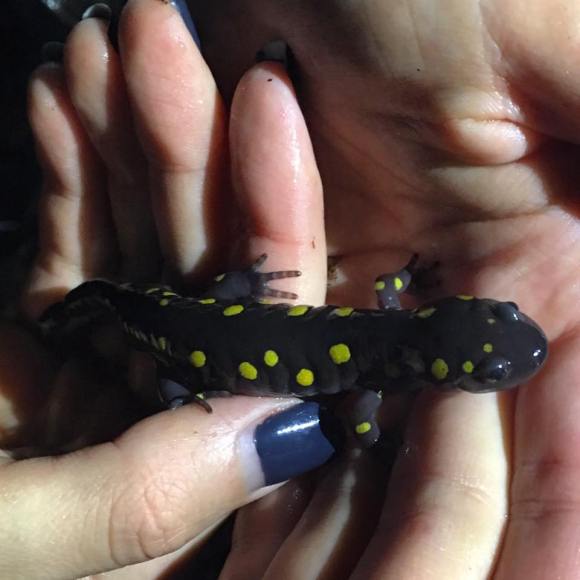 12742539_10205794695129829_987756372394231333_n